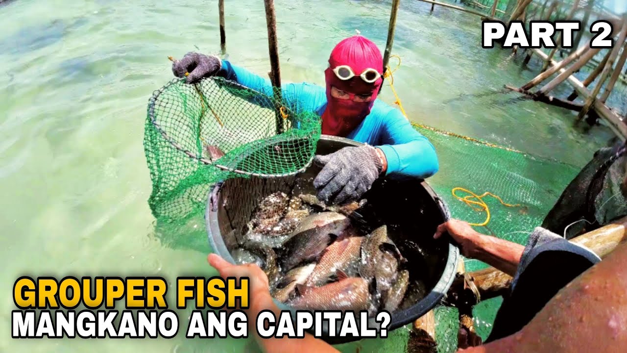 PART 2 Grouper Business in Philippines at Magkano ang Puhonan