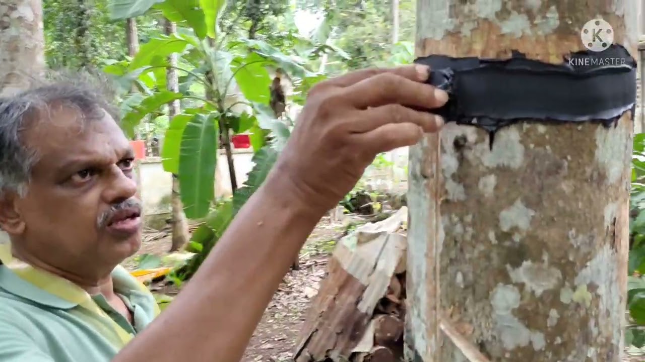 (part -12)ചോർച്ചയില്ലാത്ത റെയിൻഗാർഡ് ഇങ്ങനെ ചെയ്യൂ ആദായം മൂന്നിരട്ടി. ഉറപ്പ്
