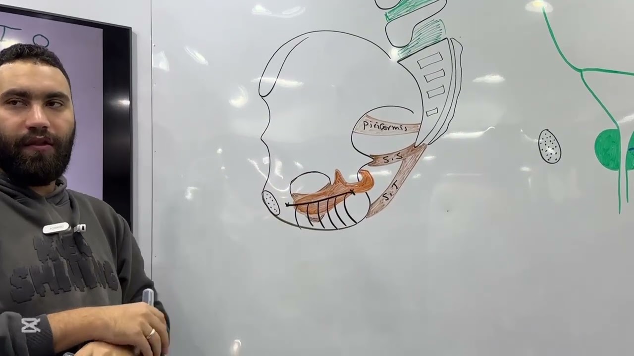 Anatomy Pelvis Dr,Mahmoud Alaa القصر العيني