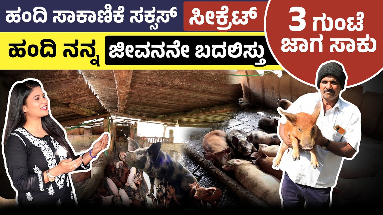 ಹಂದಿ ಸಾಕಾಣಿಕೆ ಹೇಗೆ ಪ್ರಾರಂಭಿಸಬಹುದು?  | ಕಡಿಮೆ ಜಾಗದಲ್ಲಿ ಸಾಕಾಣಿಕೆ: ಶೆಡ್, ಆಹಾರ, ಲಾಭವರೆಗೆ | Pig Farming