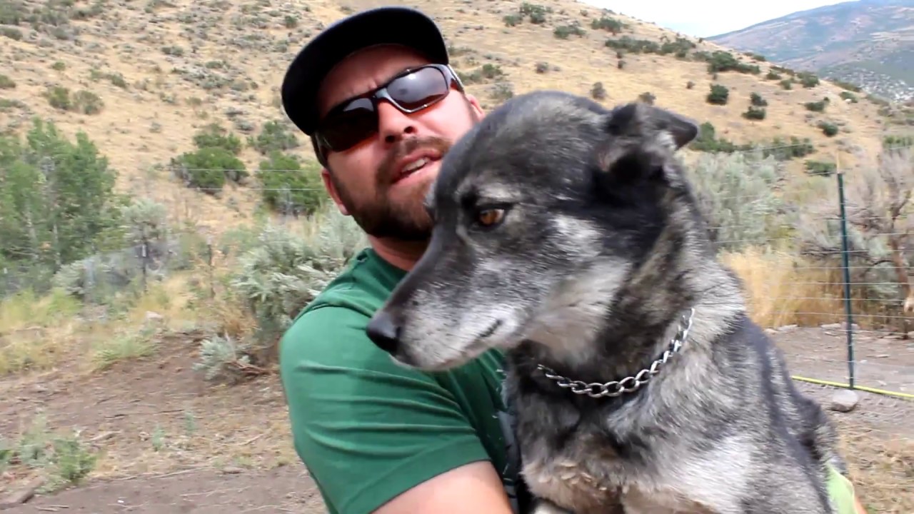 Wolf Hybrids. Good Pets?