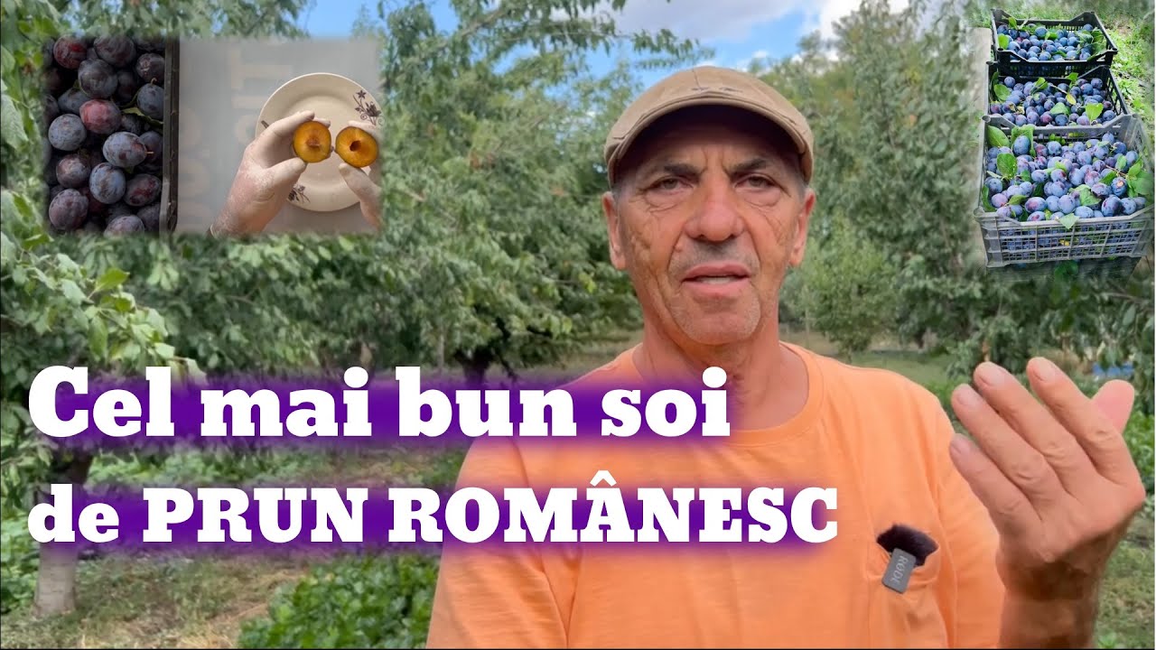 Cel mai bun soi de prun din România
