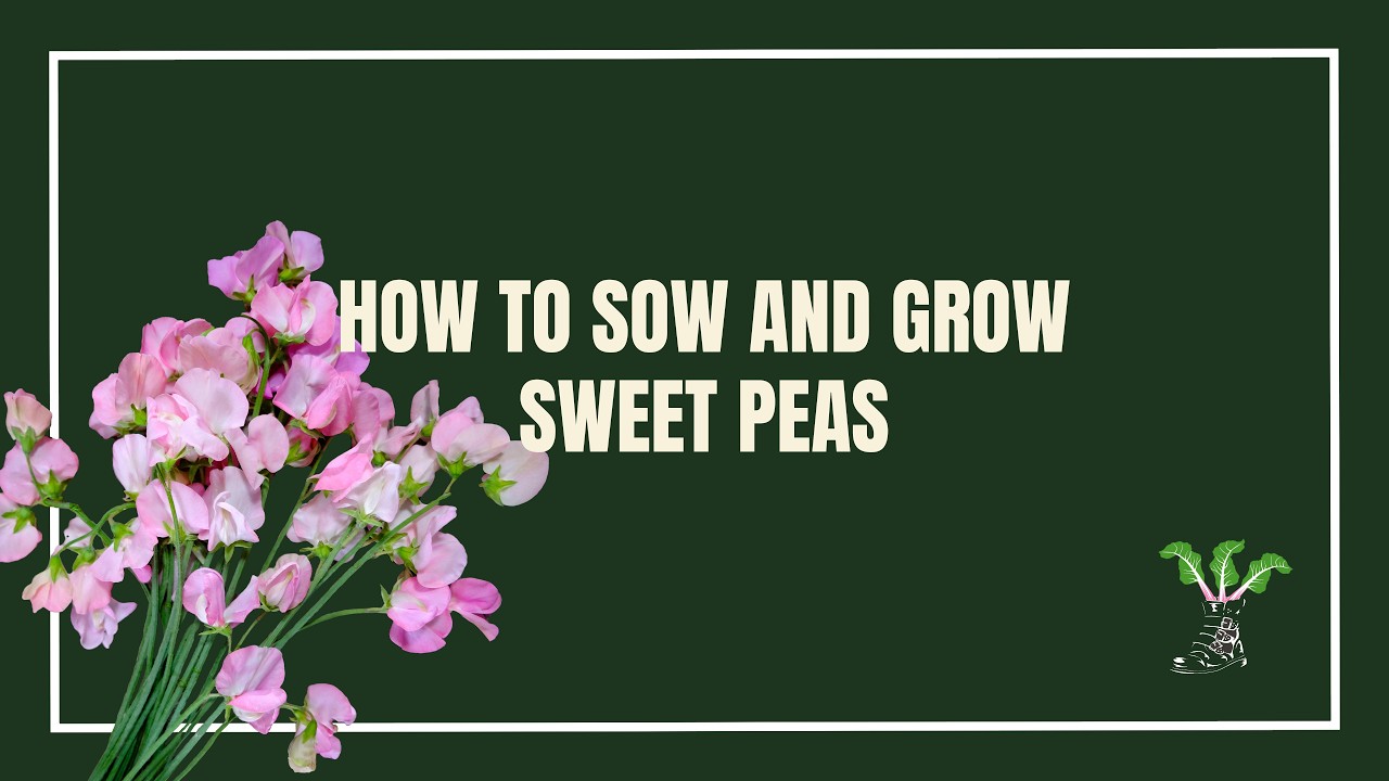 How To Sow And Grow Sweet Peas