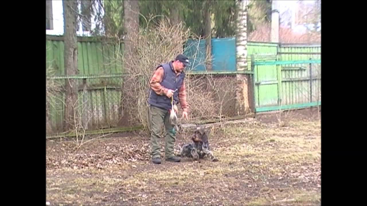 Фильм 1  Отработка хождения рядом и команды 