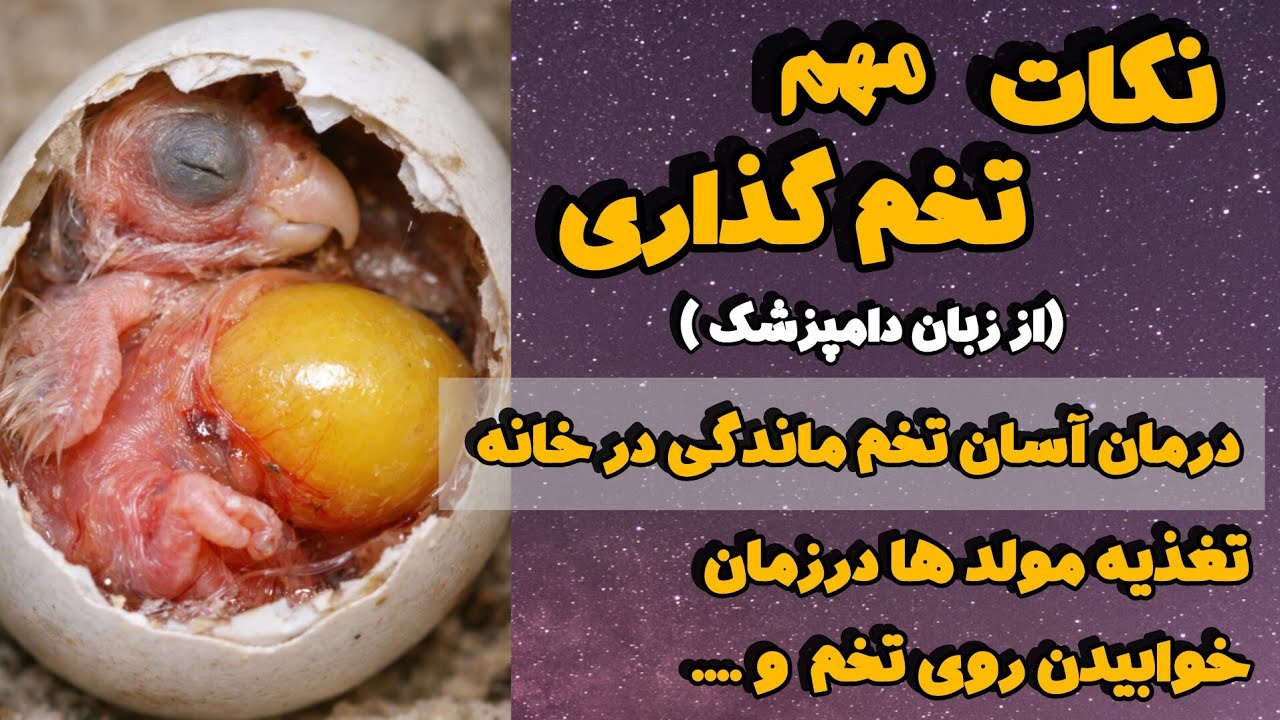 از تخم گذاری طوطی‌سانان تا تولد جوجه ها؛ ۳ قانون حیاتی و درمان تخم ماندگی (پرورش اصولی طوطی، پارت ۱)