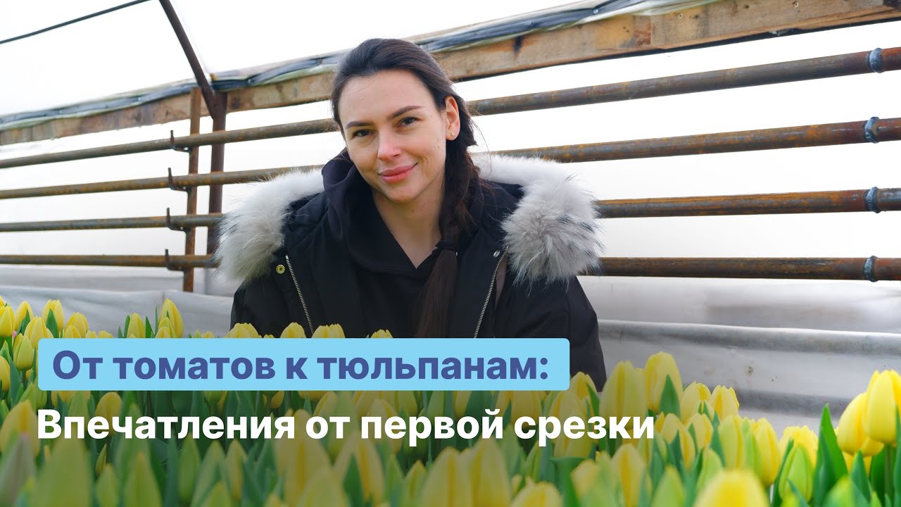 Бизнес на тюльпанах с нуля: первый сезон выгонки и реальные результаты