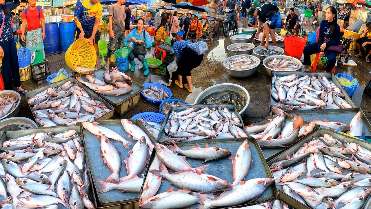 Cambodia Freshwater Fish Market, Wet Market, Small and large Freshwater Fish, Abundant Fish