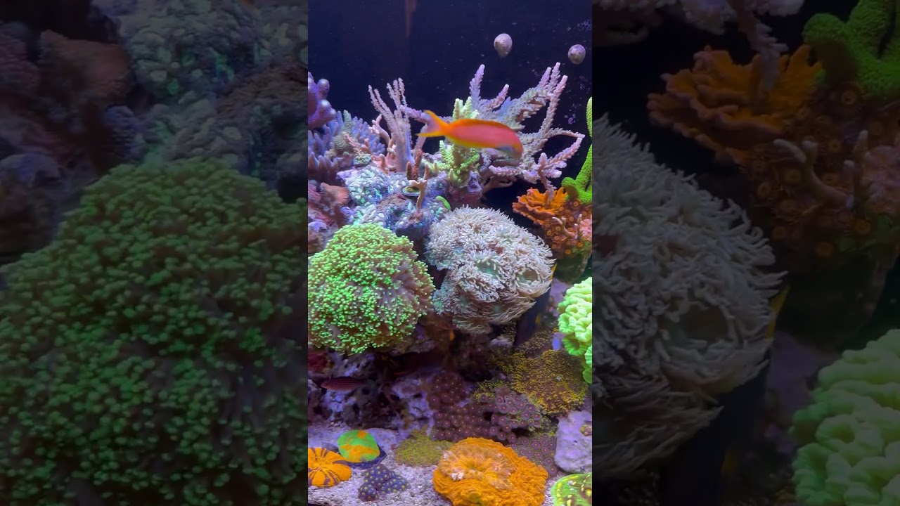 Best reef I&rsquo;ve ever had #reefkeeping #nanoreef #aquarium #reeftank saltwatertank