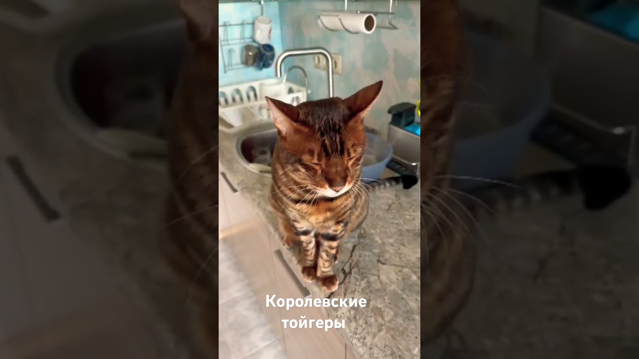 #котикустыдно