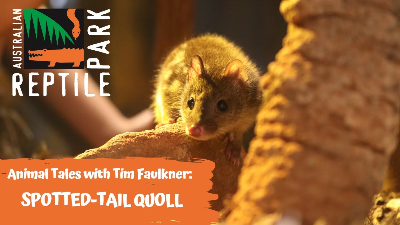 ANIMAL TALES WITH TIM FAULKNER | EPISODE 39 | SPOTTED-TAIL QUOLL