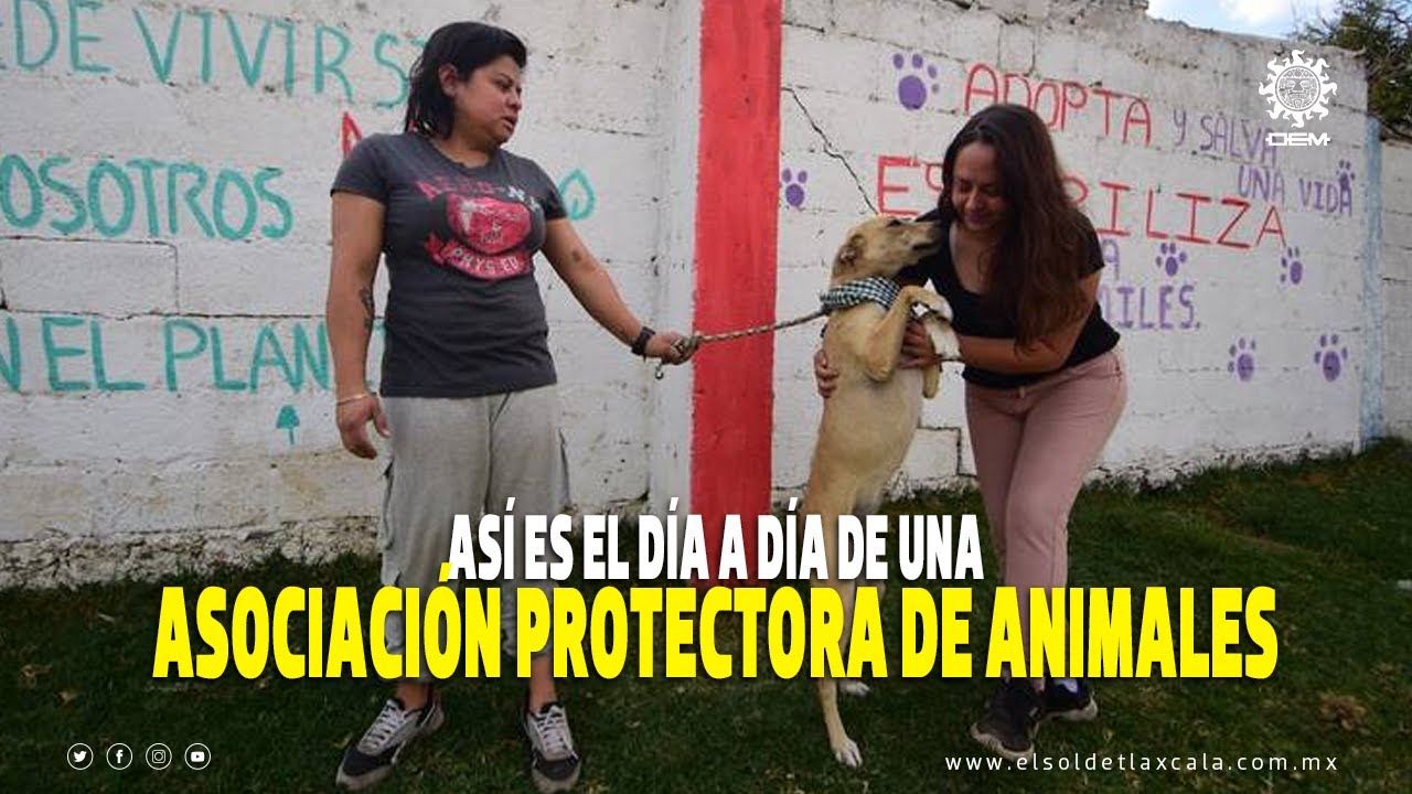 Animales callejeros y asociaciones protectoras; así es el día a día de una activista en Tlaxcala