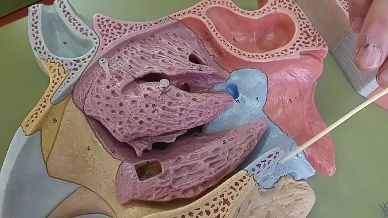burun anatomisi
