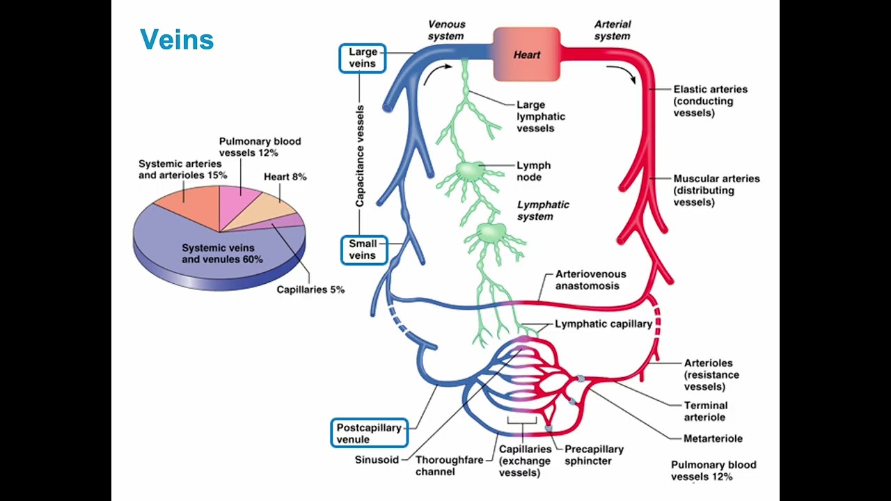 AP II Ch 18 Blood Vessels Circulation