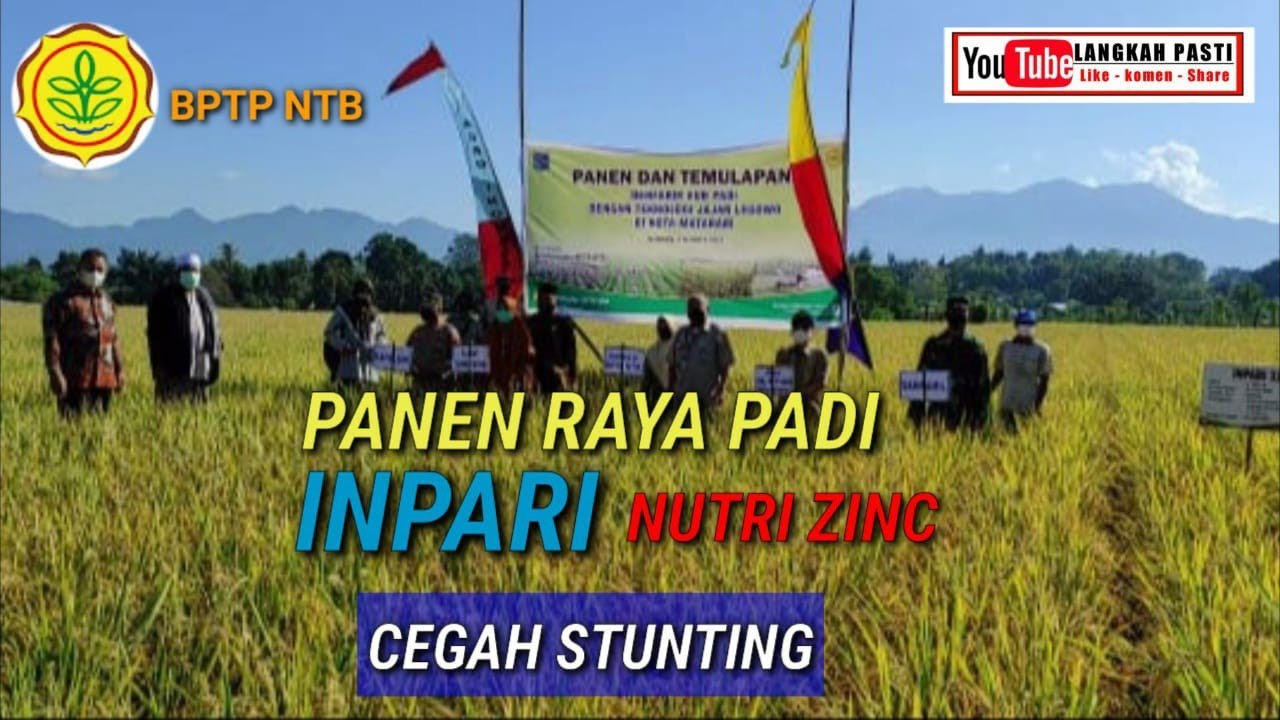 PANEN RAYA INPARI NUTRI ZINC CEGAH STUNTING - LANGKAH PASTI