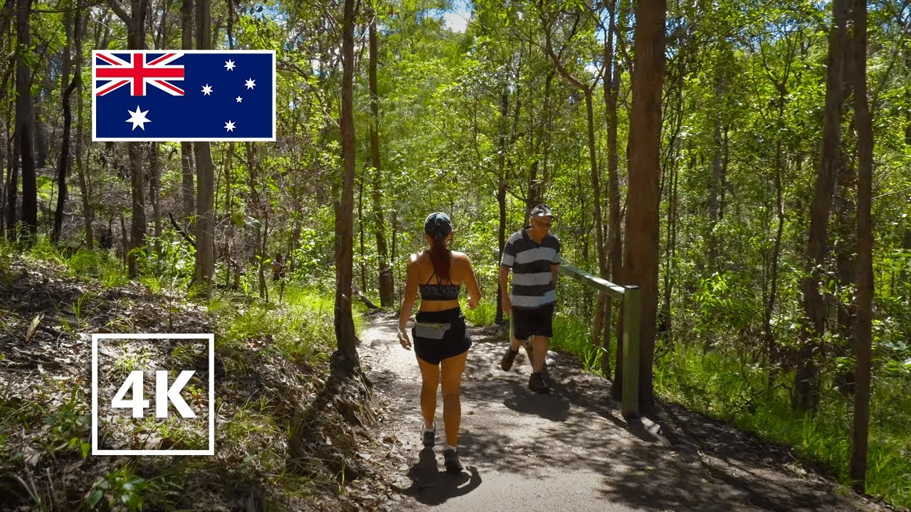 【4K】Summer hiking through Australian forest. Brisbane, Mt Cootha hikes.
