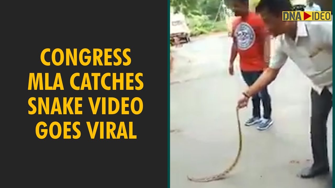 Congress MLA catches poisonous snake video goes viral