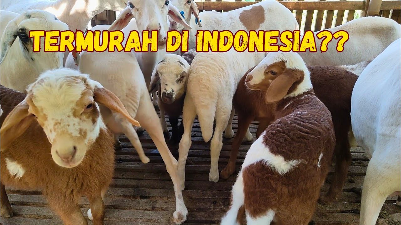 70 RIBU SUDAH DAPAT DOMBA F1 DORPER hingga AWASSI‼️MURAH BANGET