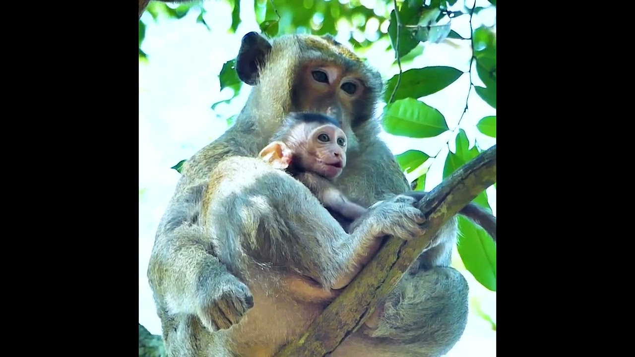 Male monkey kidnapped baby monkey