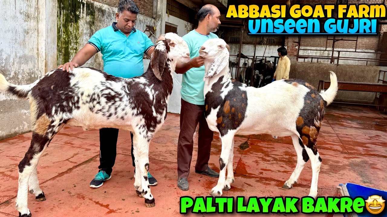 Record Breaking Gujri 🤩of Munna Bhai Abbasi Goat Farm Jaipur Rajasthan🔥Gujri for 2026