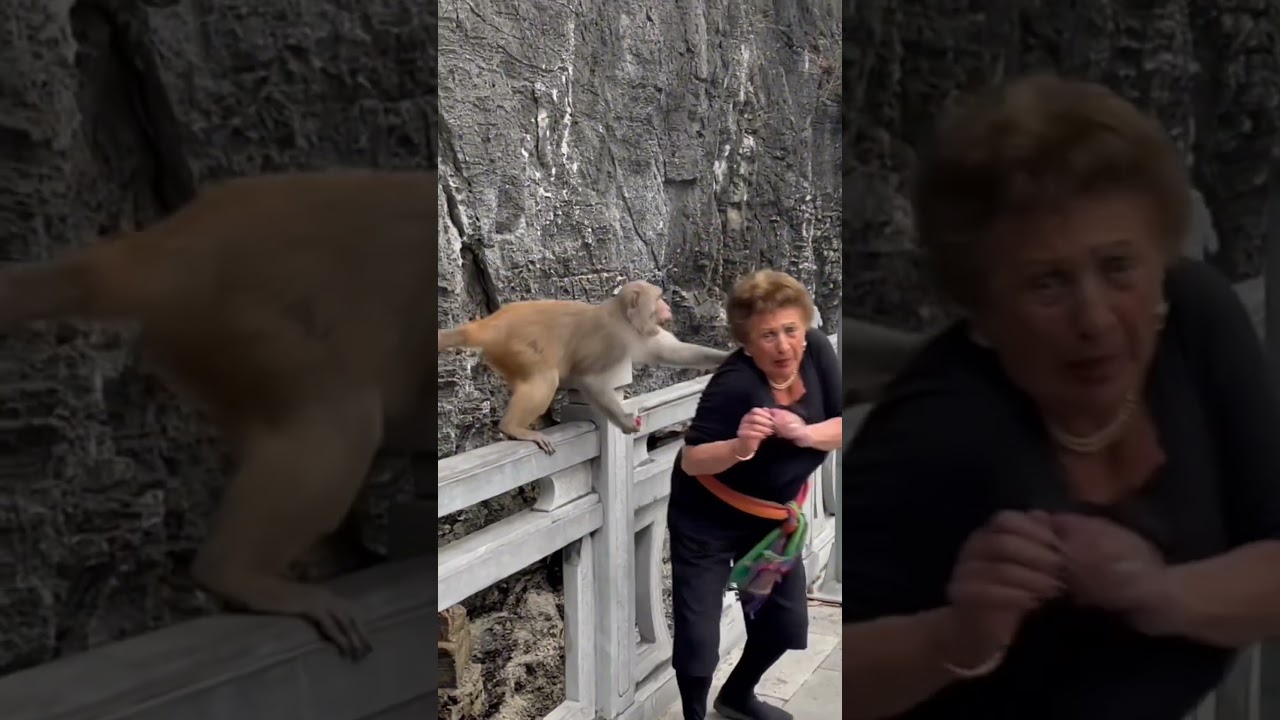 Monkey Attacks People #monkey #attack #dangerous