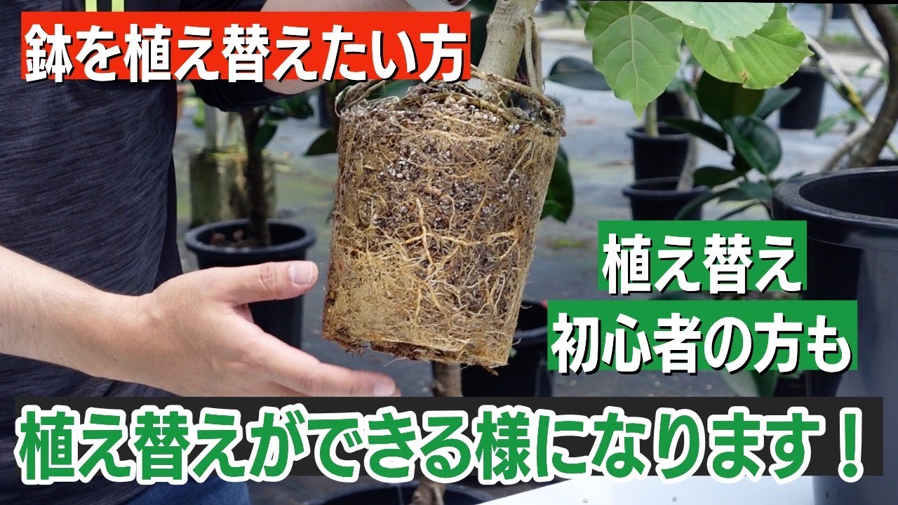 初心者でもできるゴムの木（ウンベラータ）の植え替えの方法【観葉植物】