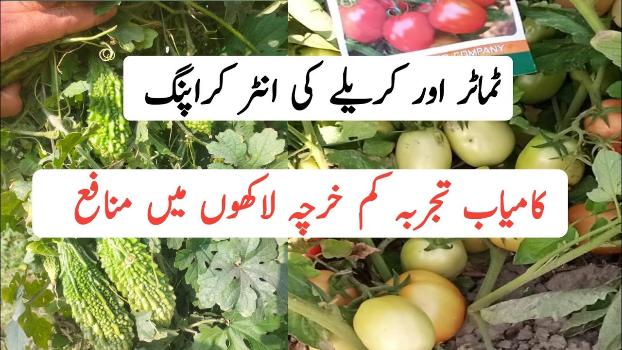 کریلے ارو ٹماٹر کی انٹر کراپنگ ۔