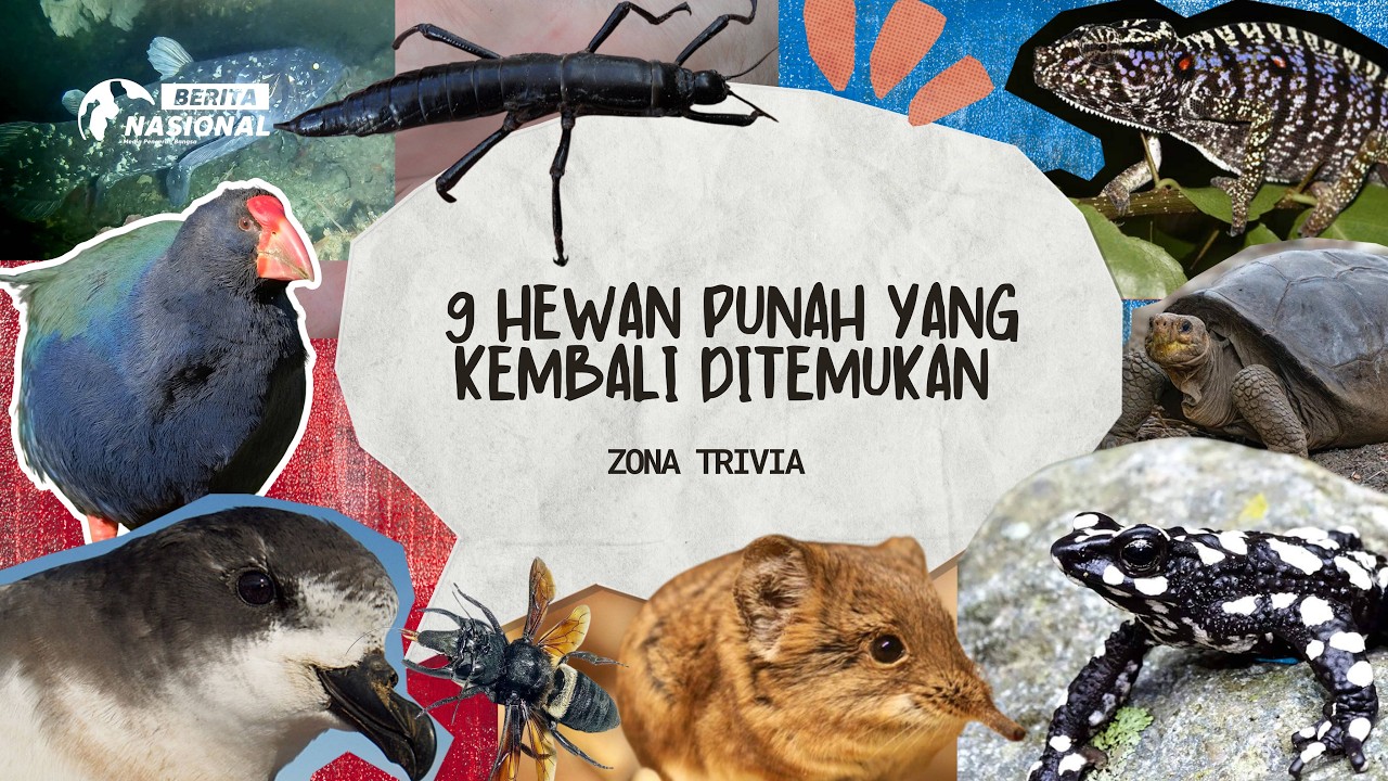 9 Hewan Punah yang Kembali Ditemukan | Zona Trivia Eps. 6