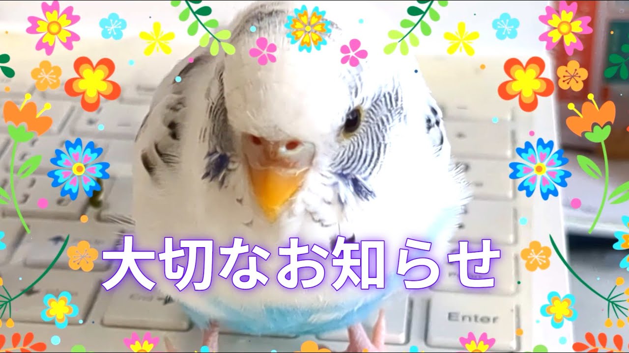 🐥💓りんちゃん虹の橋を渡りました🌈【セキセイインコ　ハルクイン】🐥💓Rin-chan goes to the Rainbow Bridge🌈