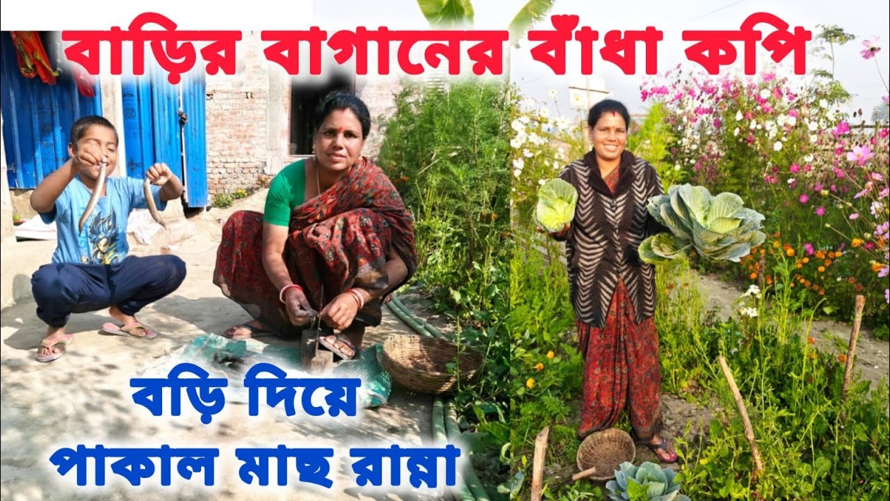 পুকুরের ধরা পাকাল মাছের স্বাস্থ্যকর রেসিপি। বাগানের বাঁধাকপি চিংড়ি।