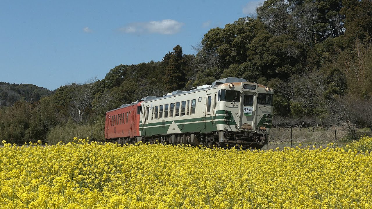 【菜の花満開】小湊鐵道　2024年3月21,27日