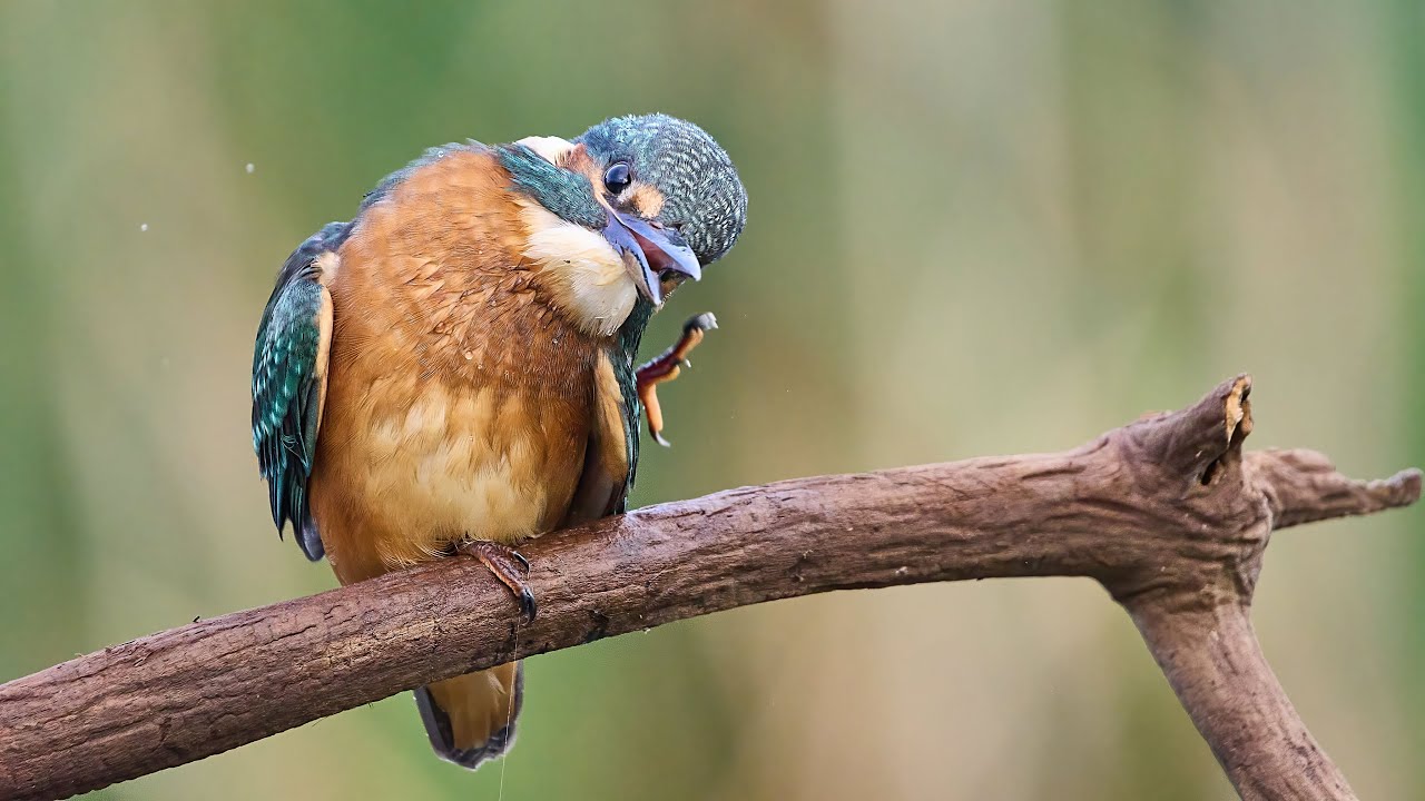 Vogelfotos aus Floating Hides & anderen Verstecken