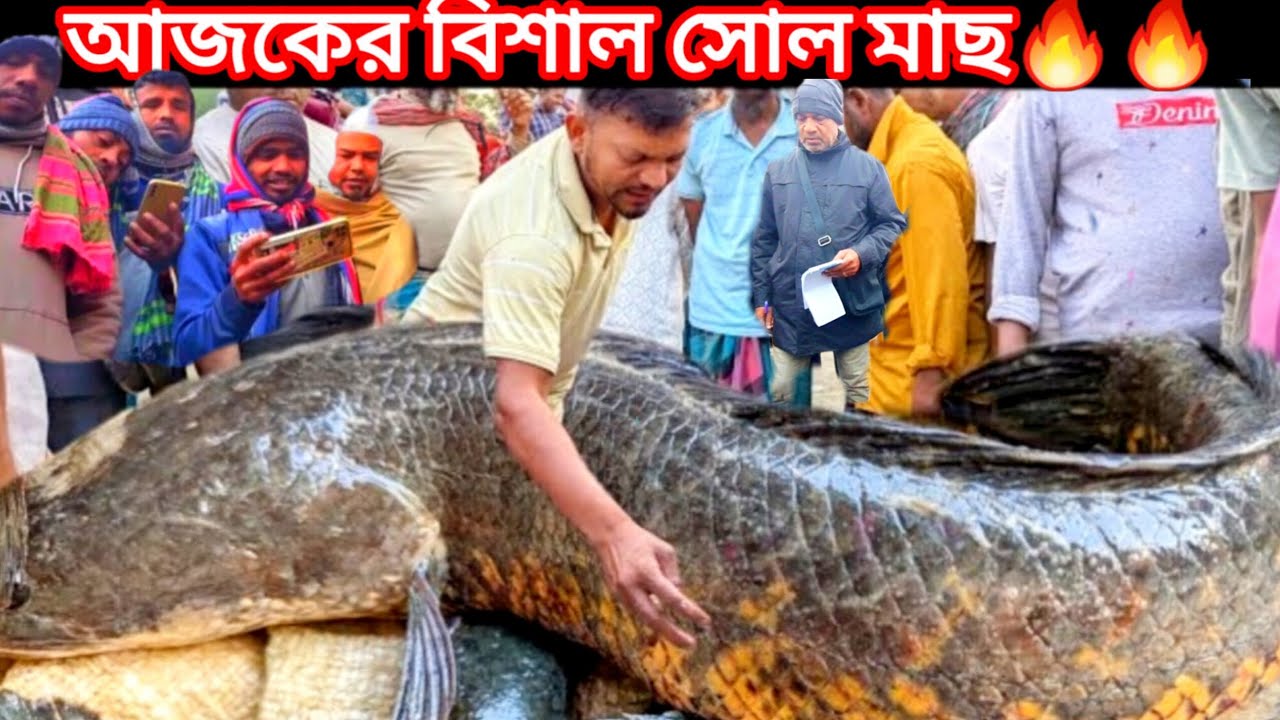 পদ্মা নদীর পারে মাছের বাজারের নিলাম! এমন দৃশ্য দেখে মন ভরে যাবে 😍🎣