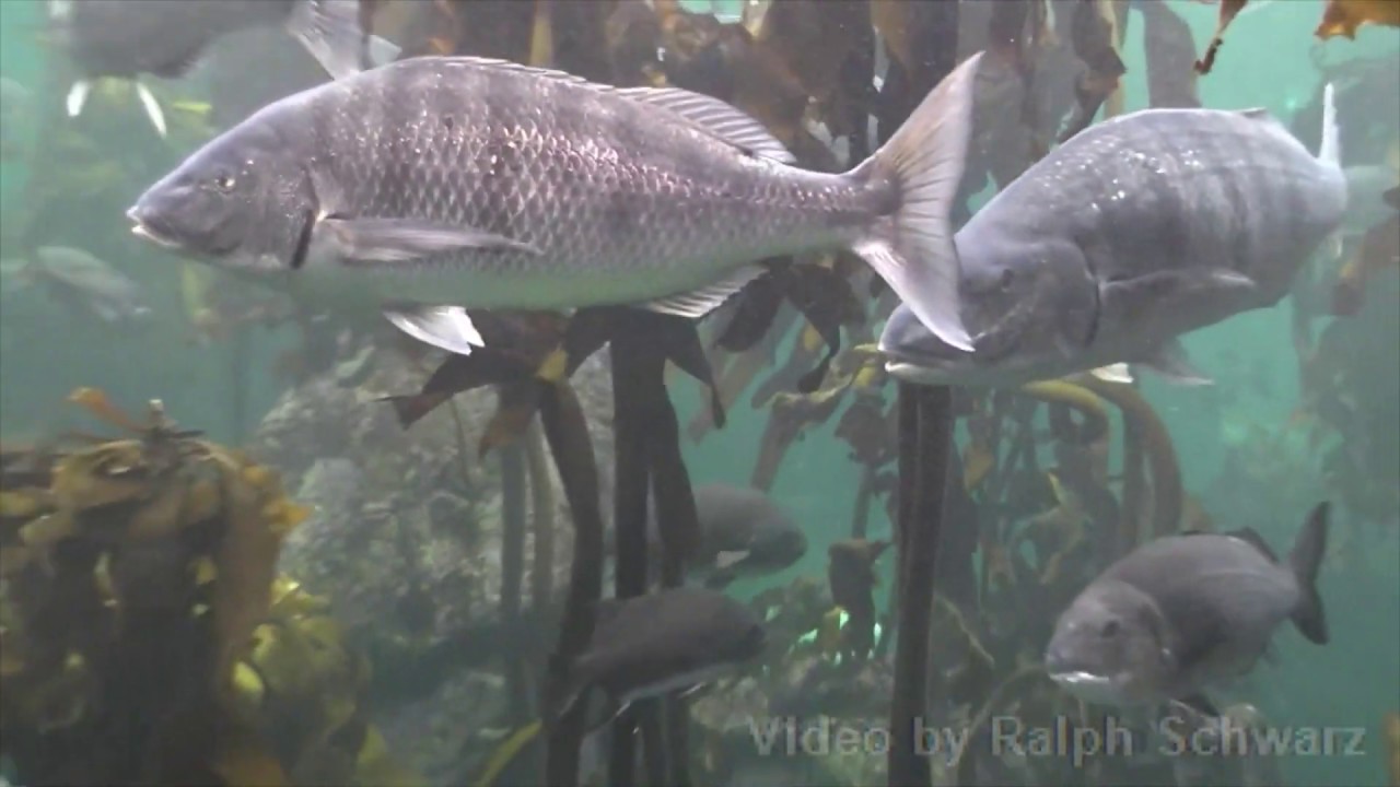 Capetown Aquarium