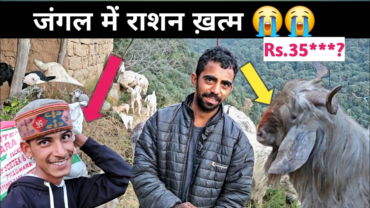 बहुत जबरदस्त लड़ाई🥸 चल रहीं है 🤼. घुमंतू चरवाहों का जंगल में सारा राशन ख़त्म 😭😭.NOMADIC SHEPHERD'S