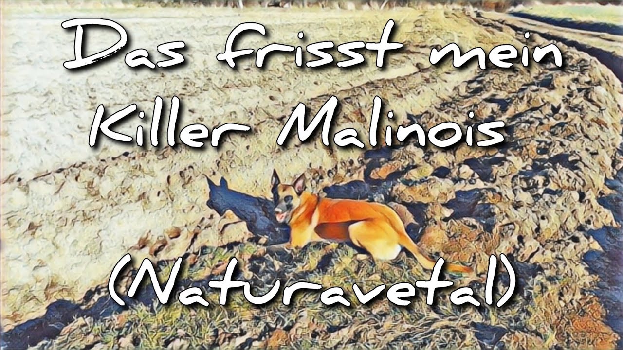 Das frisst der Killer Malinois Futter Video (Naturavetal) mit Malinois Zeus - Belgischer Schäferhund