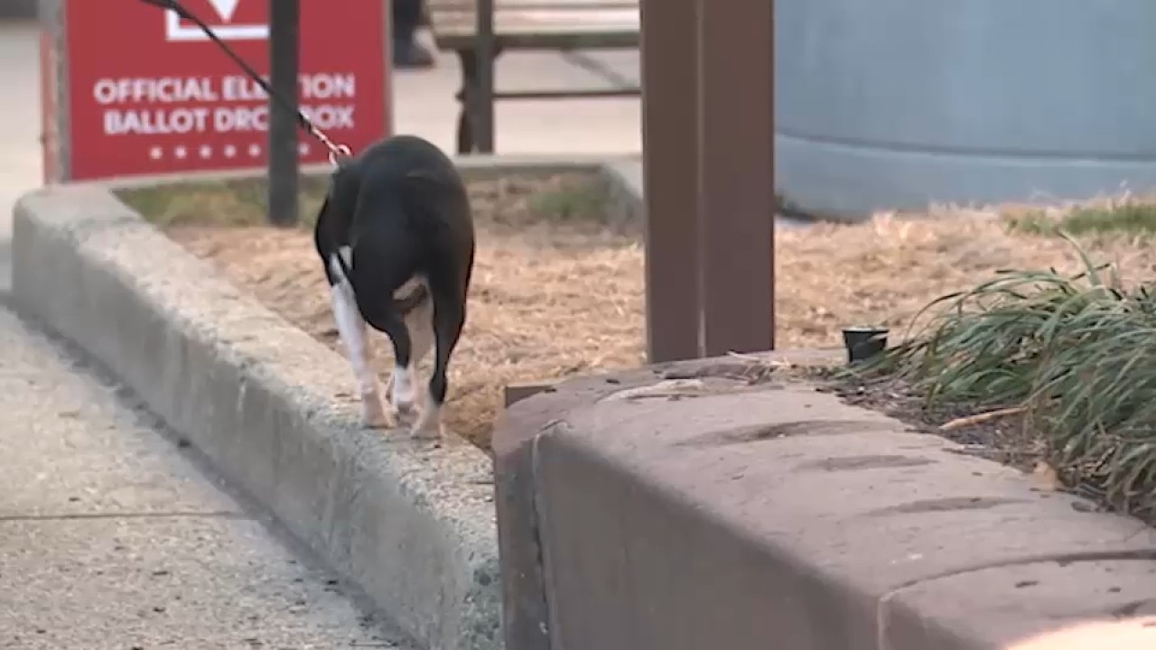 Hoboken mayor takes to social media to address dog waste cleanup issue