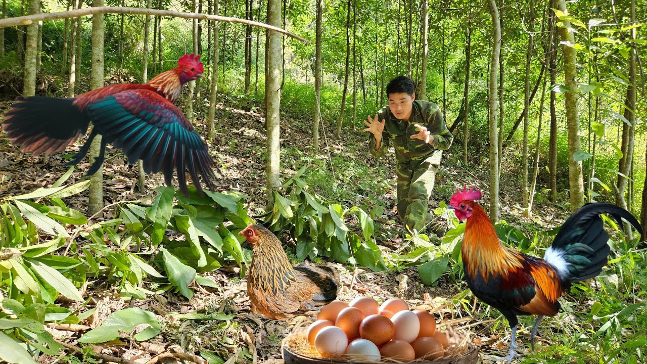 Detect wild chicken eggs, set traps, catch wild chickens to raise and breed, survival skills