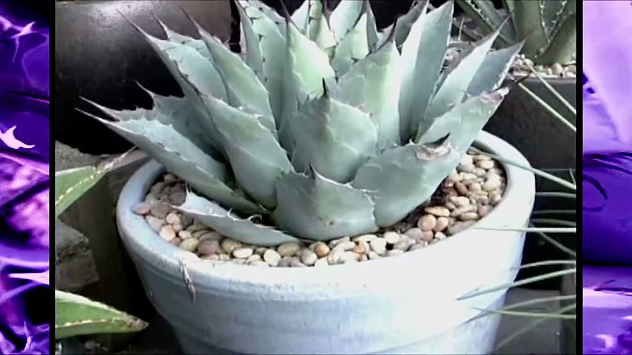 Part 2: My Old Agave Collection