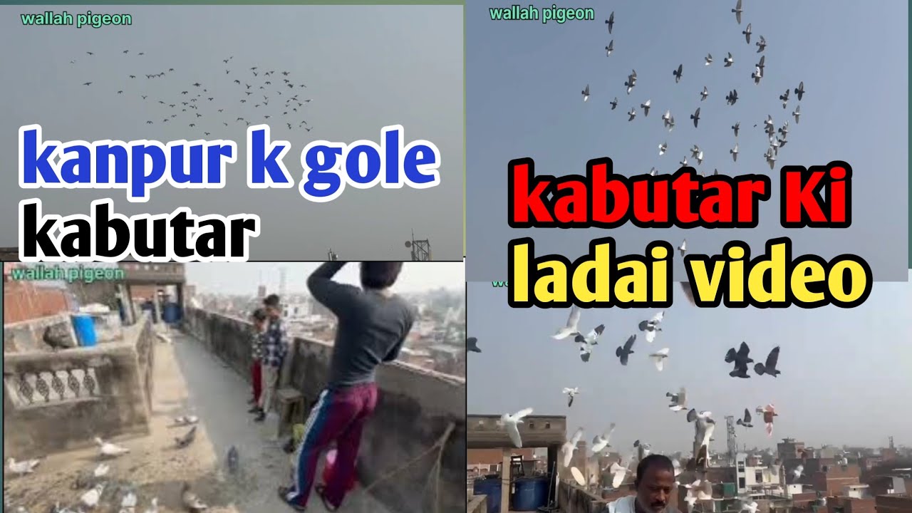 👀💯 kanpur k gole kabutar ll how to get views on kabuoort ll kabutar Ki ladai video ll
