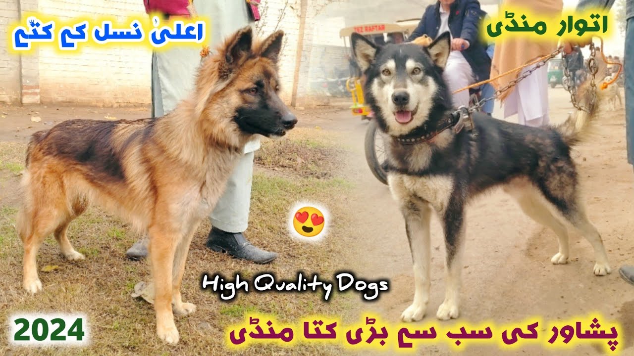Dogs Market Peshawar New Updates 2024 | German shepherd & Husky Dogs Price | Izhar Ali Shah vlogs