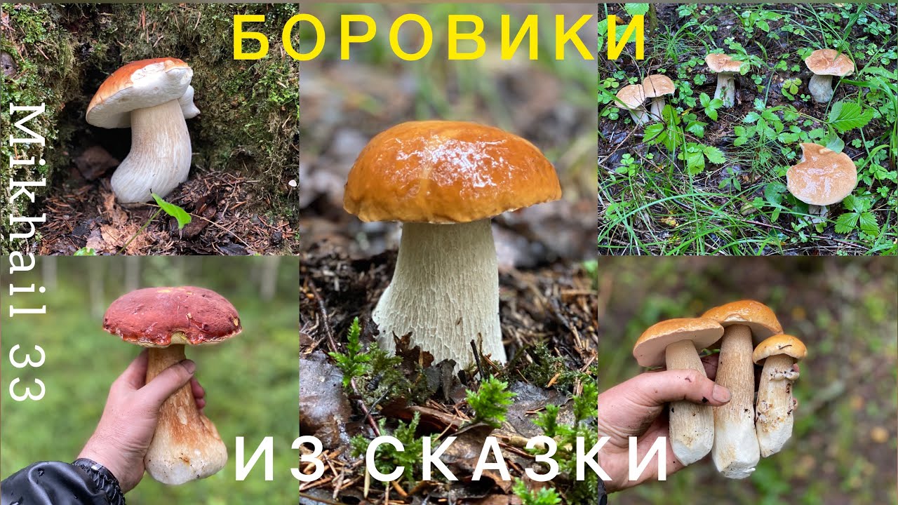 МИЛЛИОН БЕЛЫХ ГРИБОВ И СУПЕРБОРОВИК. ТАКОГО сбора не было НИКОГДА! БЕЛОКОС МЕЧТЫ!!! Грибы 2023