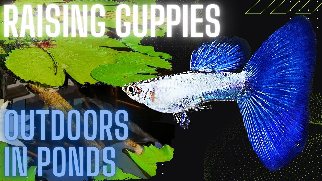 Can You Breed Guppies in Outdoor Pond or Tub ?