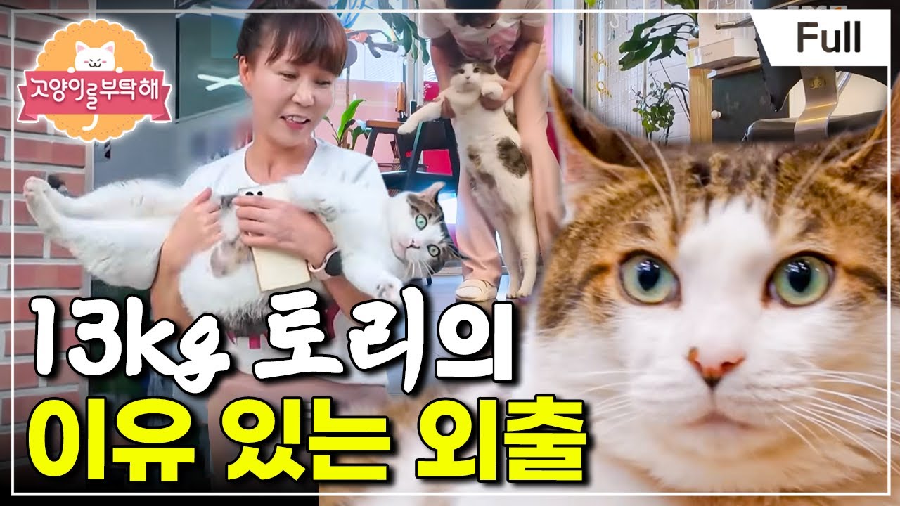 [Full] 고양이를 부탁해 - 13kg 토리의 이유 있는 외출