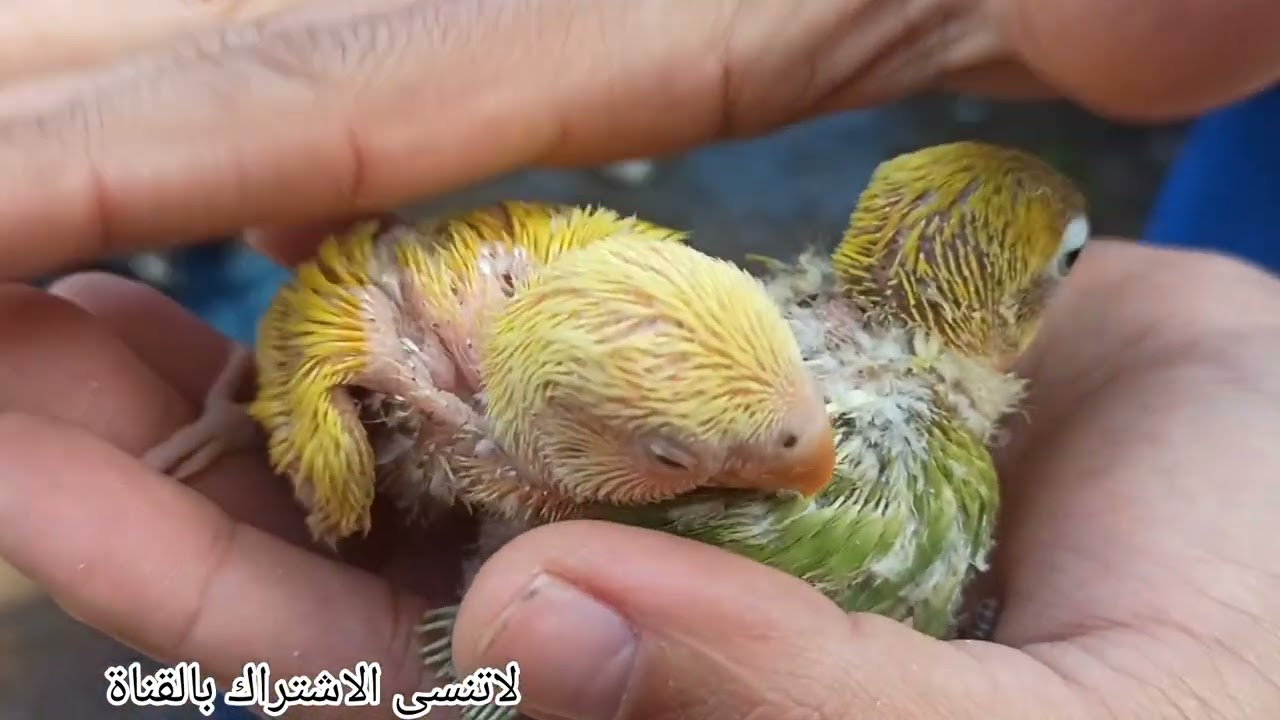 سوق قريعة يوم الاحد 18/ 1/ 2026 تعرفوا على اتمنة طيور 🦜 ازينة و المغردة والحسوان  (الاشتراك بالقناة)