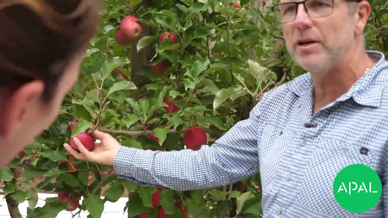 Simple systems to achieve orchard goals - Pt. II: Tatura Trellis