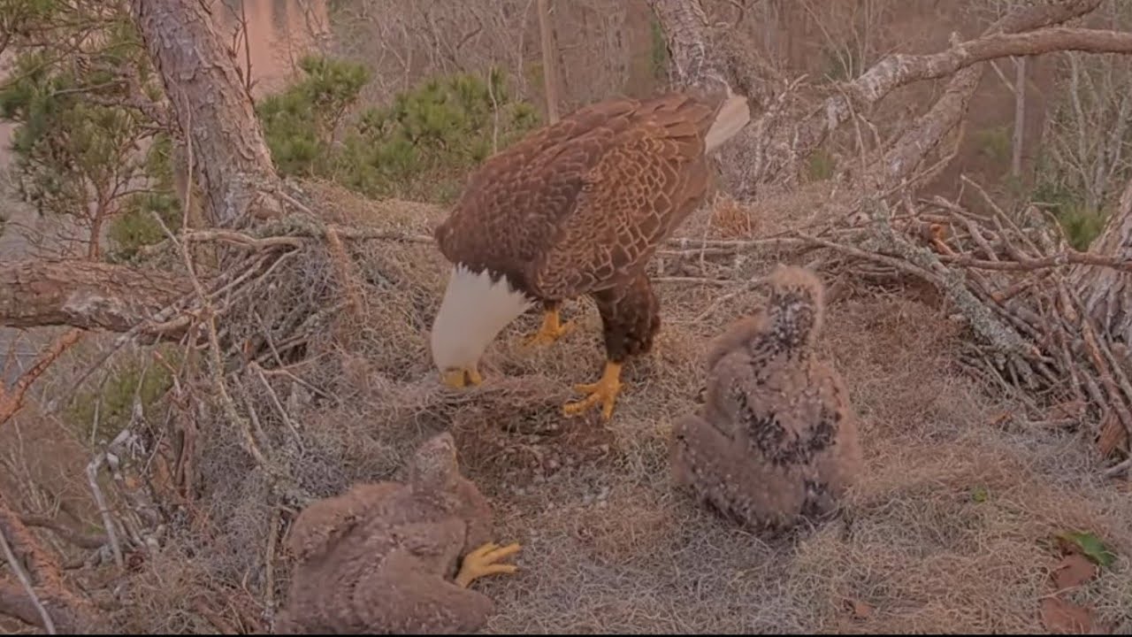 Mom arrives and feeds both eaglets | Kisatchie National Forest E-3 | Feb 27, 26