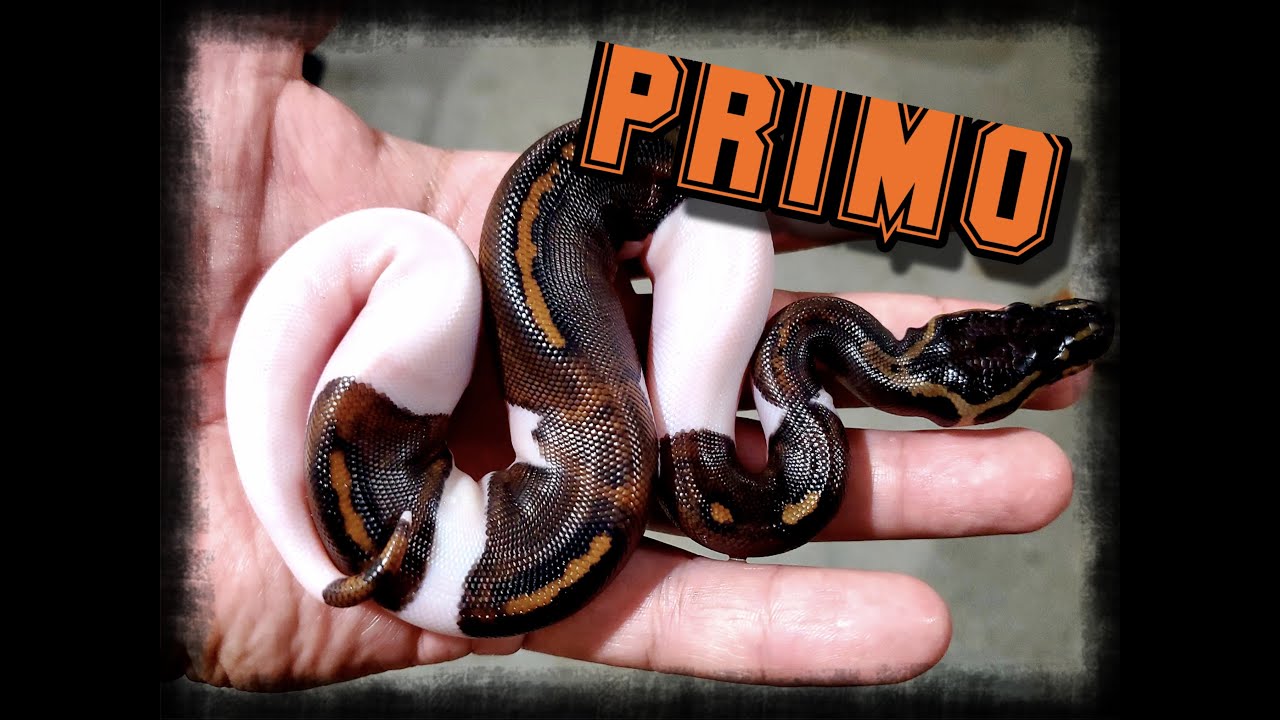 KILLER Black Pastel Pied Combos!