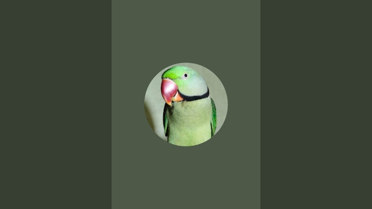 Cute Lalla parrot  is live!