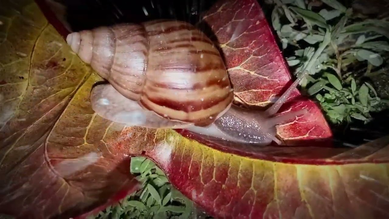 Hypnotic Snail Trails: A Rainy Night Adventure