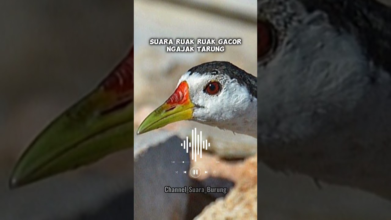 Suara Ruak Ruak Gacor Parahh..😱‼️#suararuakruak #ruakruak #shorts